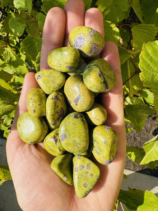 Stichtite in Serpentine (Atlantasite Atlantisite Tasmanite) - Tumbled