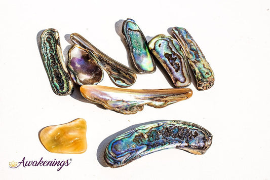 Abalone Shell - Tumbled