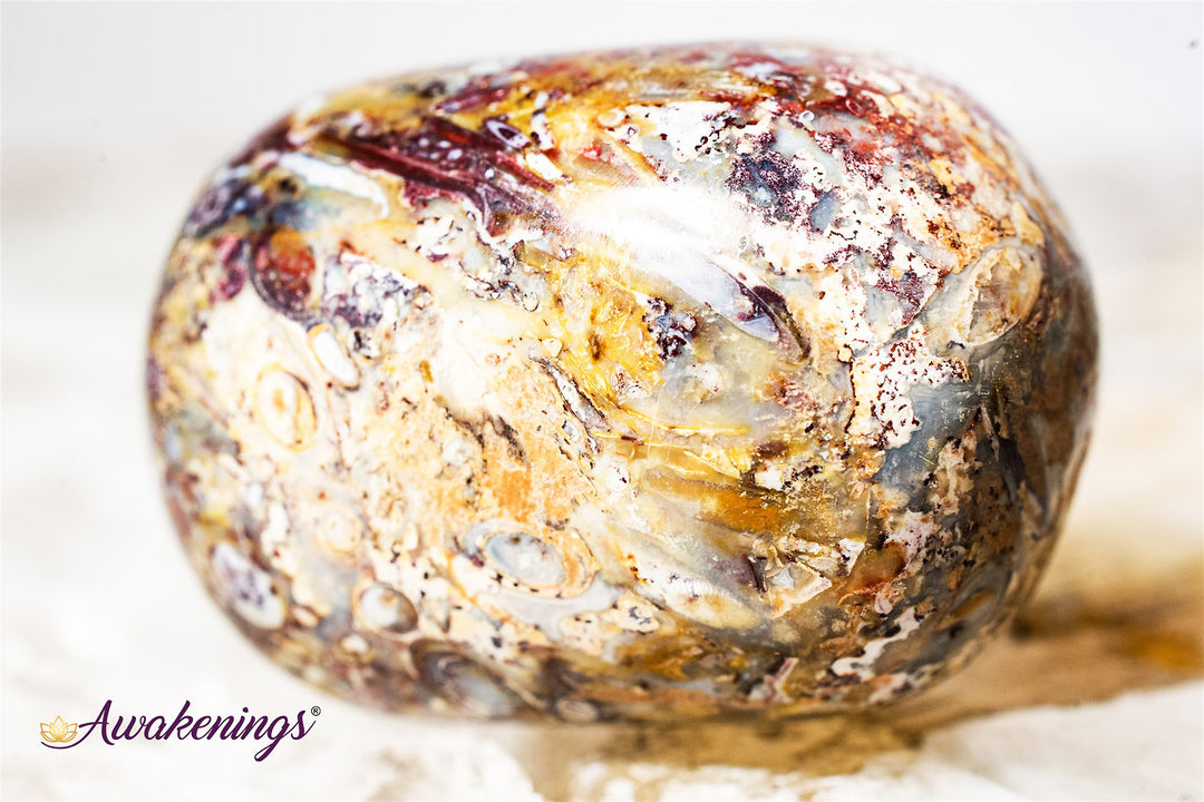 Red Palm Root Fossil-Tumbled