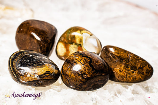 Stromatolite (Dark) Plum Jasper - Tumbled