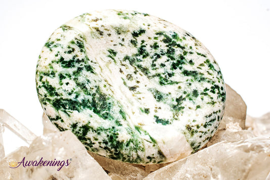 Tree Agate Worry Stone- Large Oval