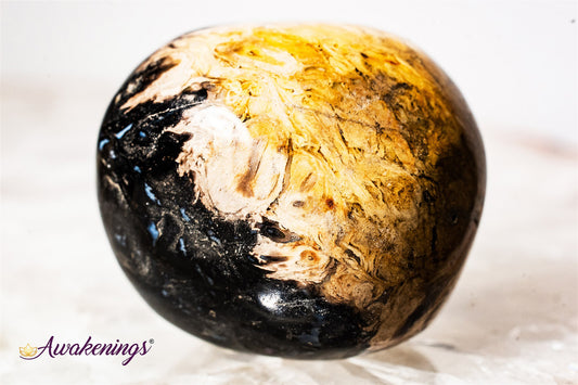 Palm Root Fossil - Tumbled