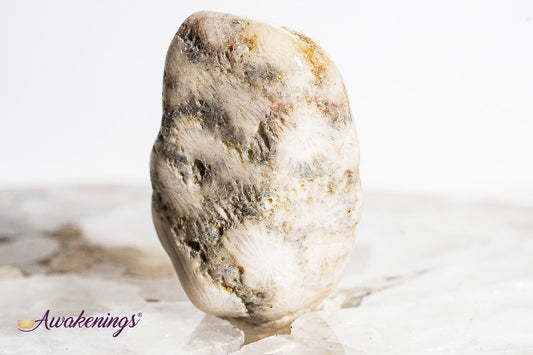 Agatized Coral - Tumbled