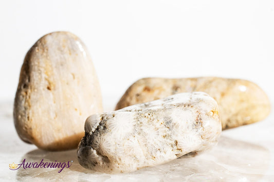 Agatized Coral - Tumbled