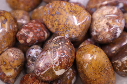Stromatolite (Light) - Tumbled