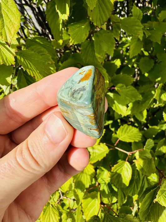 Swamp Bogwood (Larsonite) - Tumbled