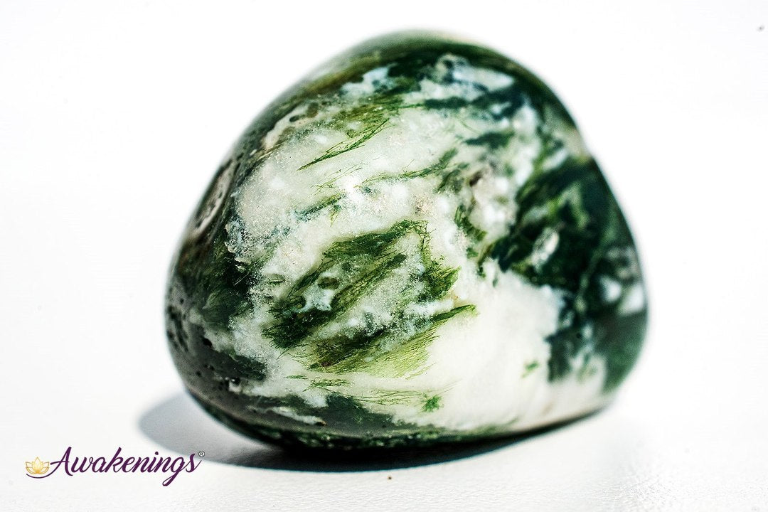 Large Tree Agate - Tumbled