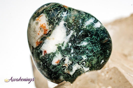 Large Tree Agate - Tumbled