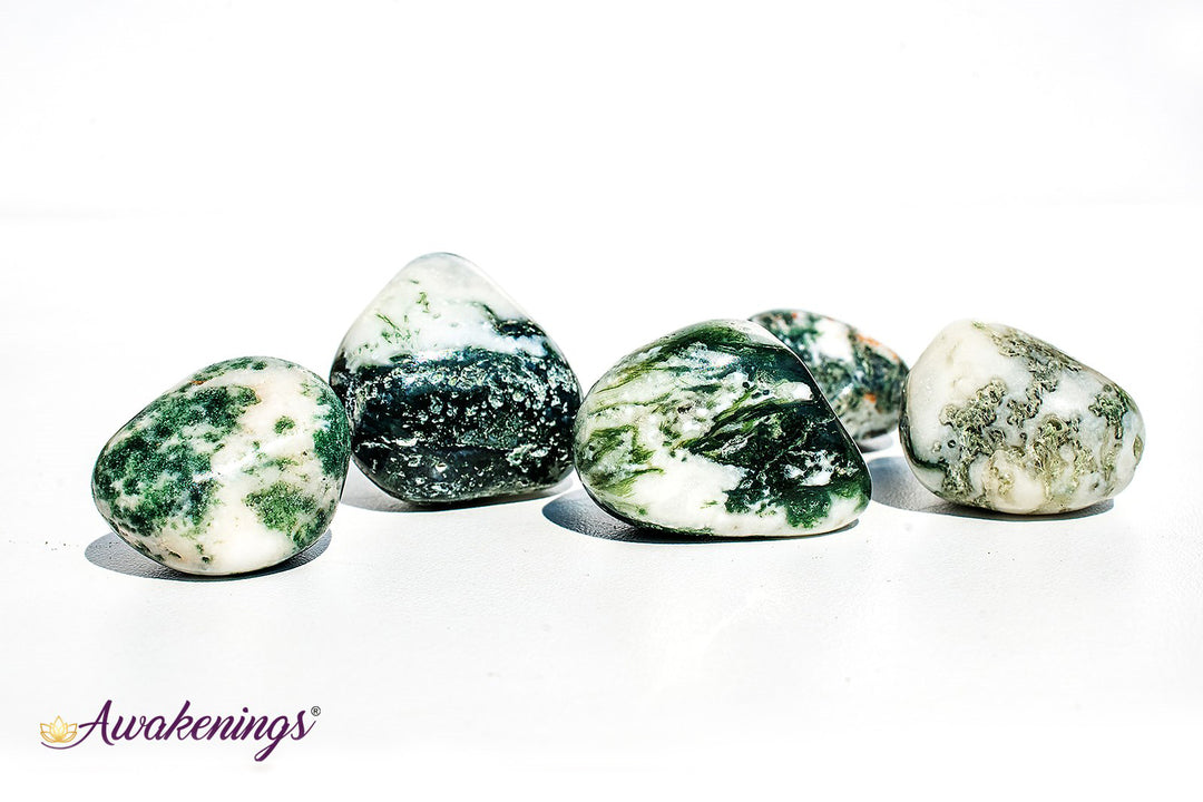 Large Tree Agate - Tumbled