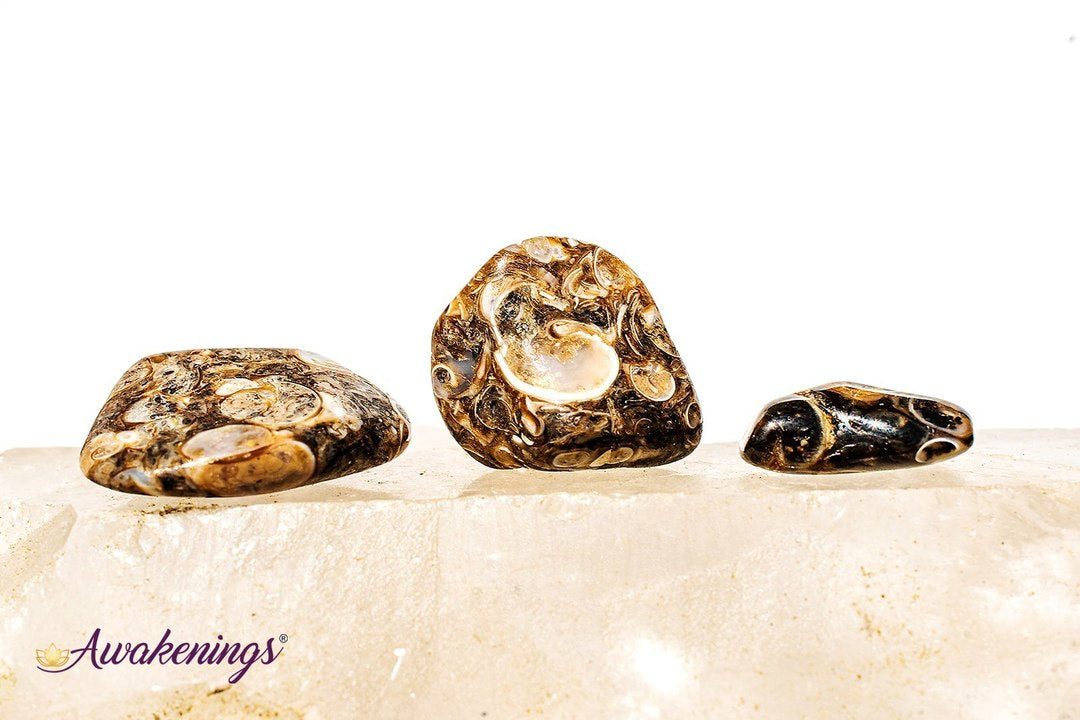 Turritella Agate - Tumbled Small