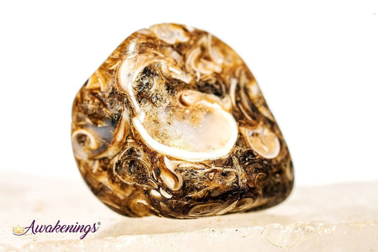 Turritella Agate - Tumbled Small