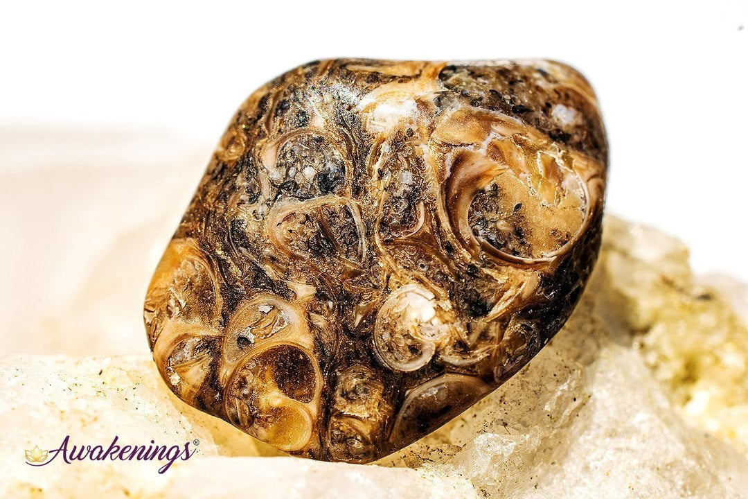 Turritella Agate - Tumbled Small