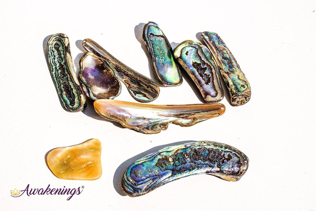 Abalone Shell - Tumbled