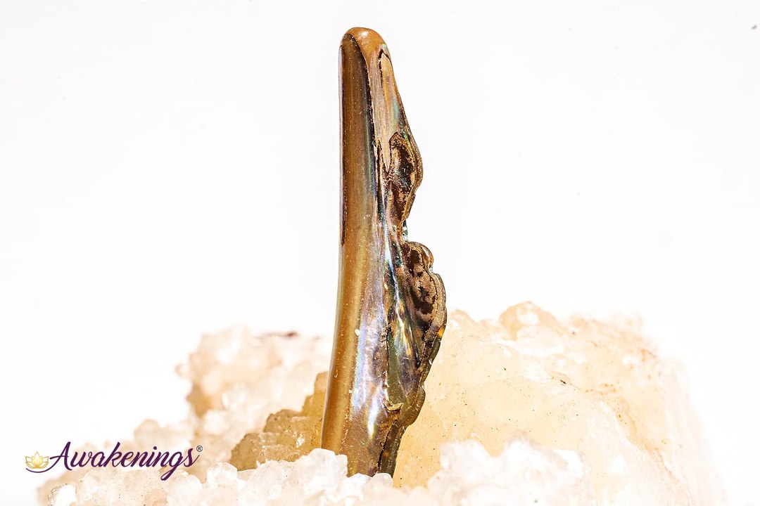 Abalone Shell - Tumbled