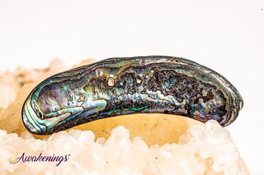 Abalone Shell - Tumbled