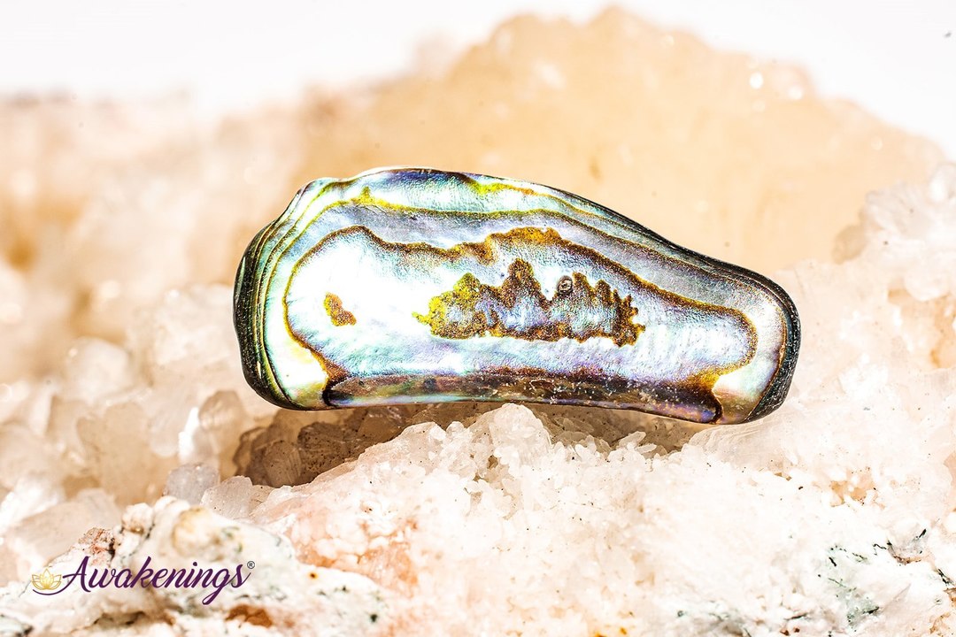 Abalone Shell - Tumbled