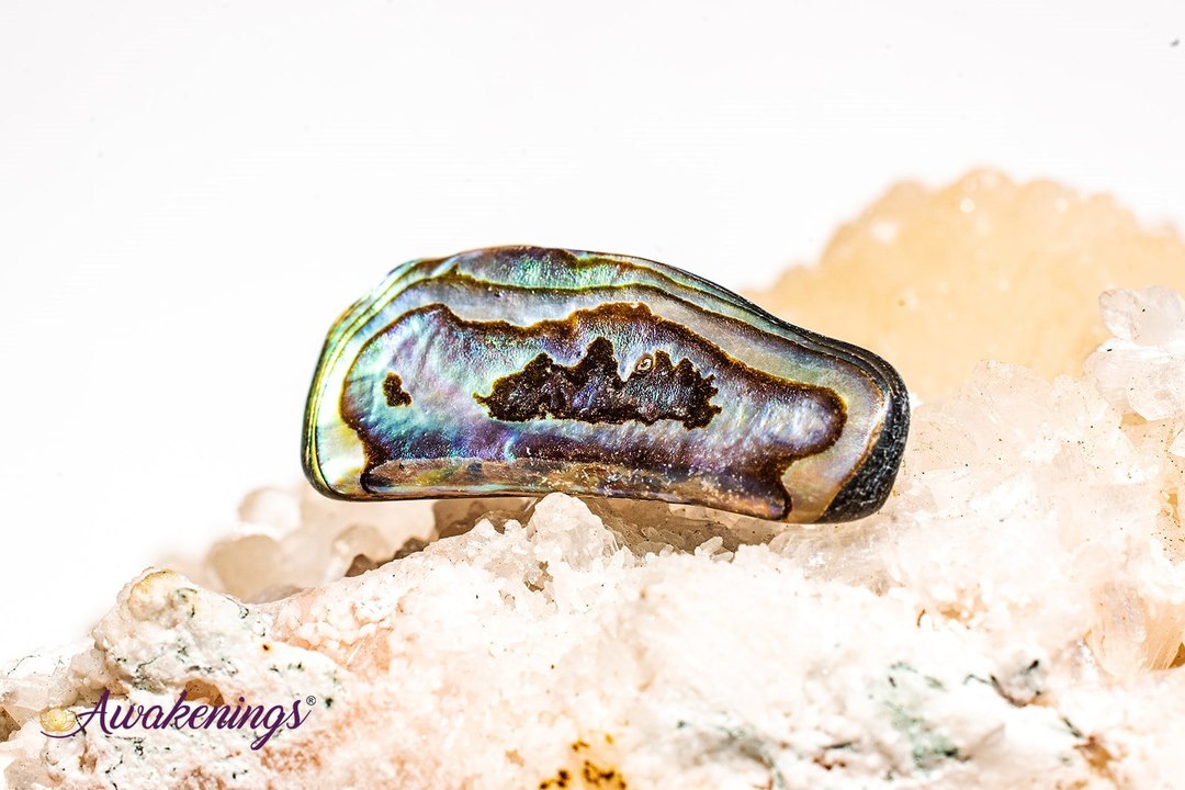 Abalone Shell - Tumbled