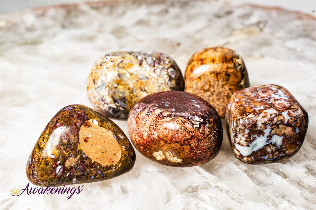 Red Palm Root Fossil-Tumbled