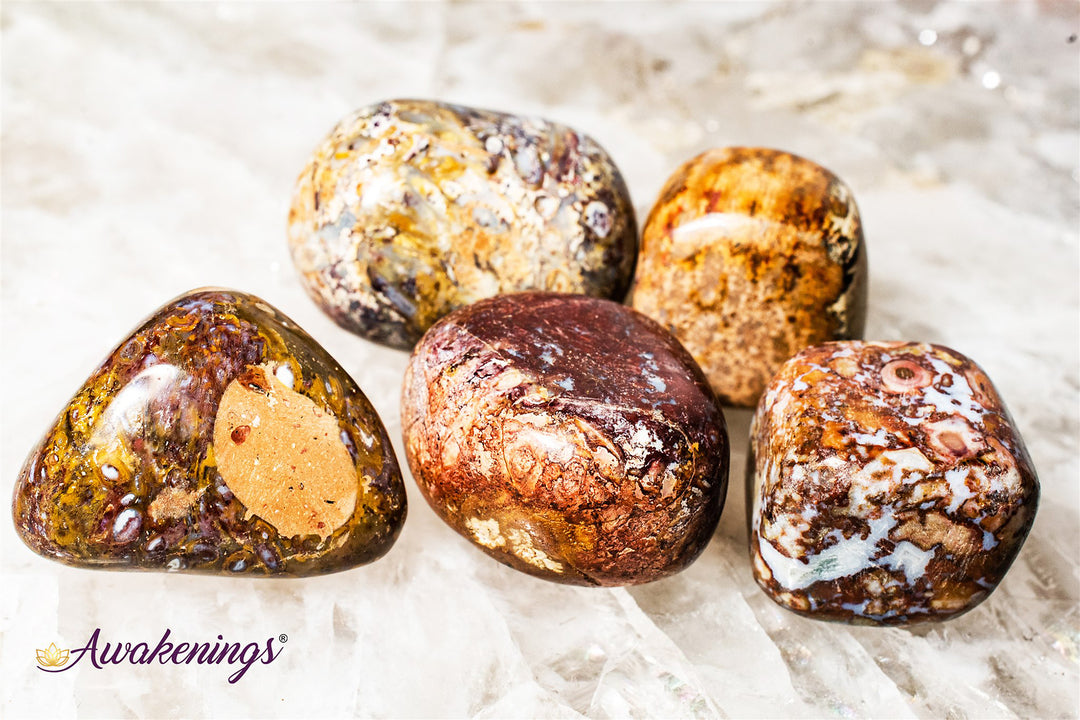 Red Palm Root Fossil-Tumbled