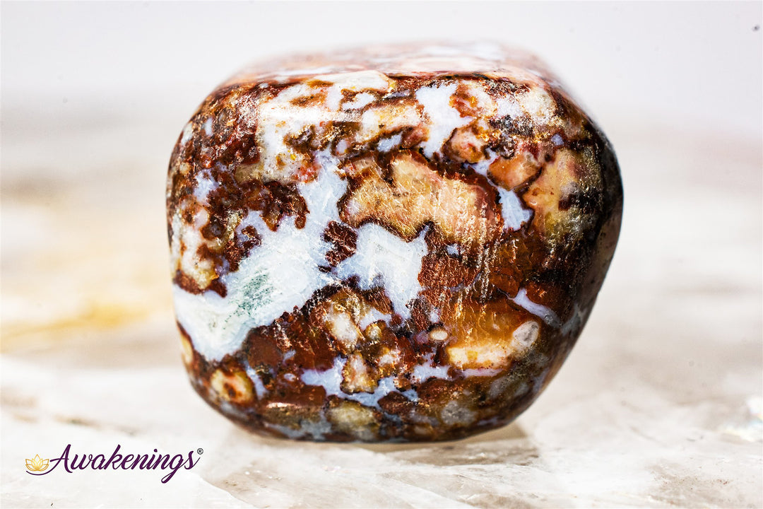 Red Palm Root Fossil-Tumbled