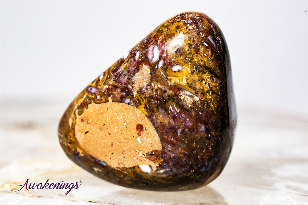 Red Palm Root Fossil-Tumbled