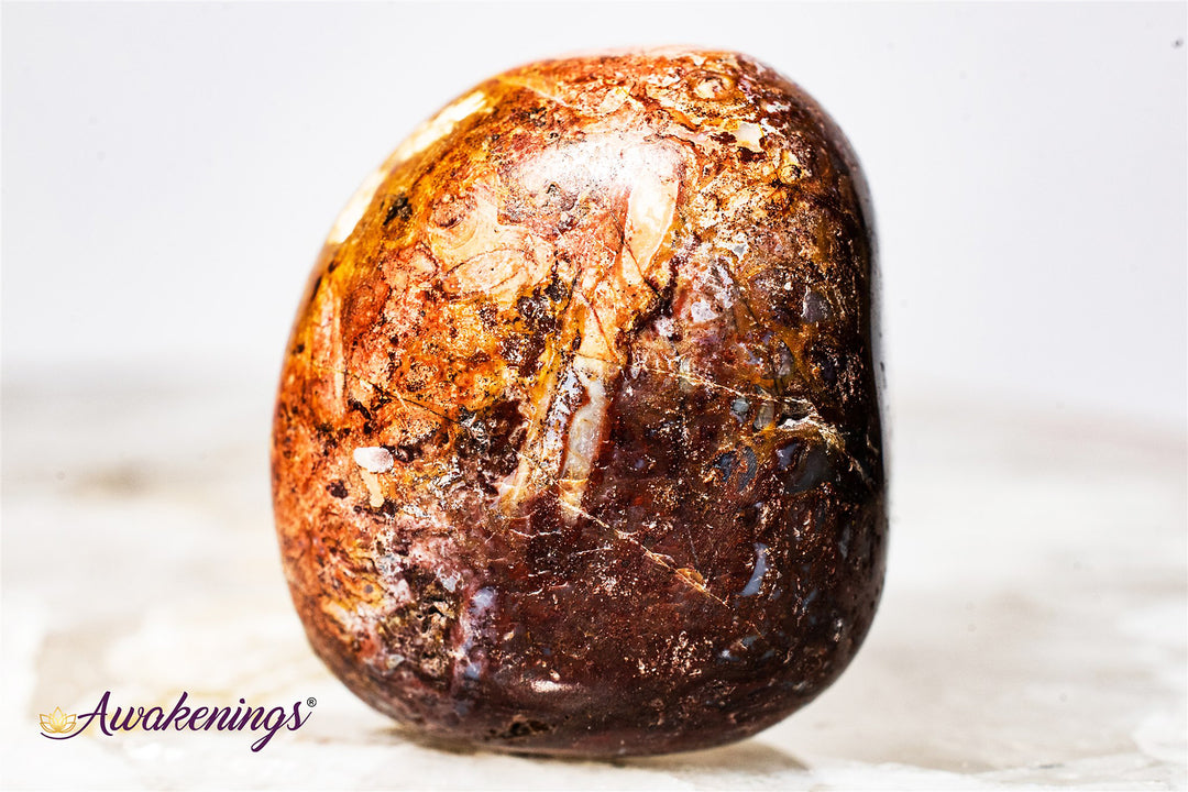 Red Palm Root Fossil-Tumbled