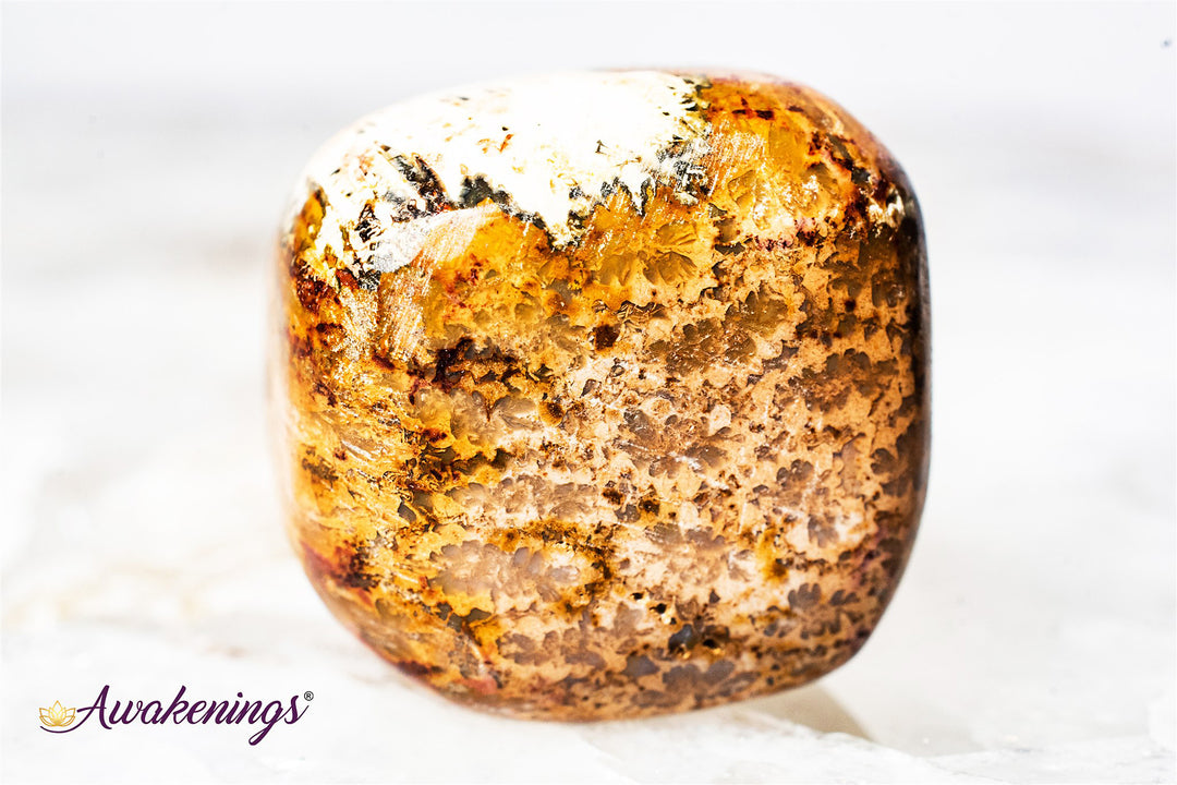 Red Palm Root Fossil-Tumbled