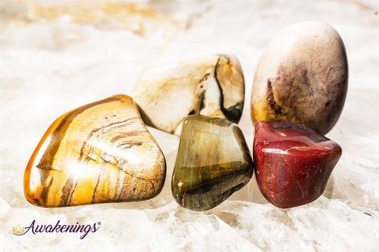 Large Petrified Wood Tumbled - Tumbled