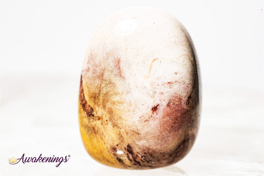 Large Petrified Wood Tumbled - Tumbled