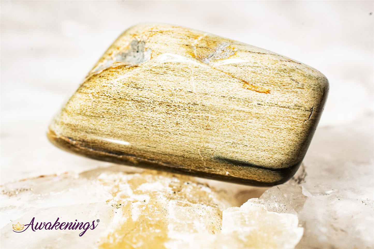 Large Petrified Wood Tumbled - Tumbled