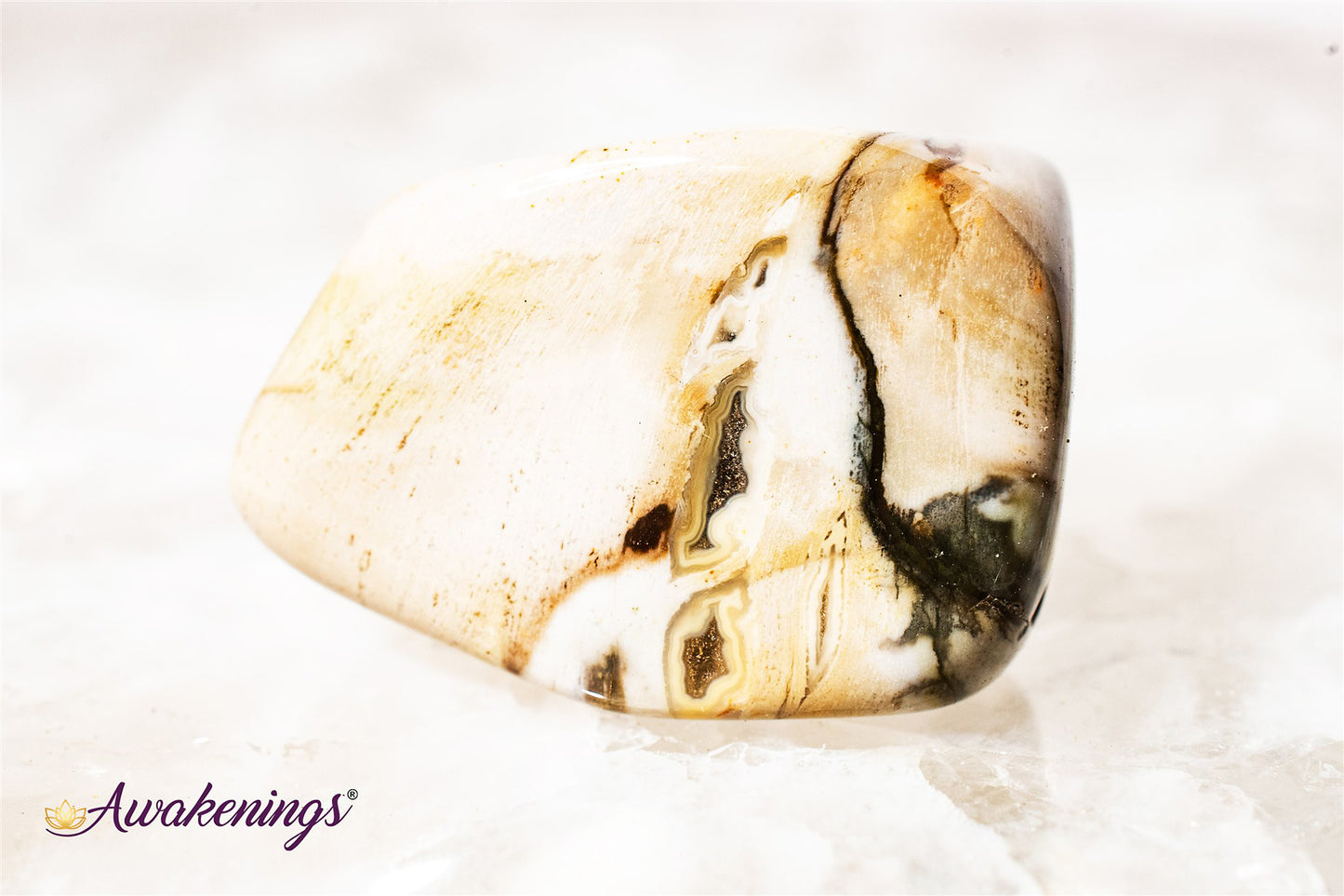 Large Petrified Wood Tumbled - Tumbled