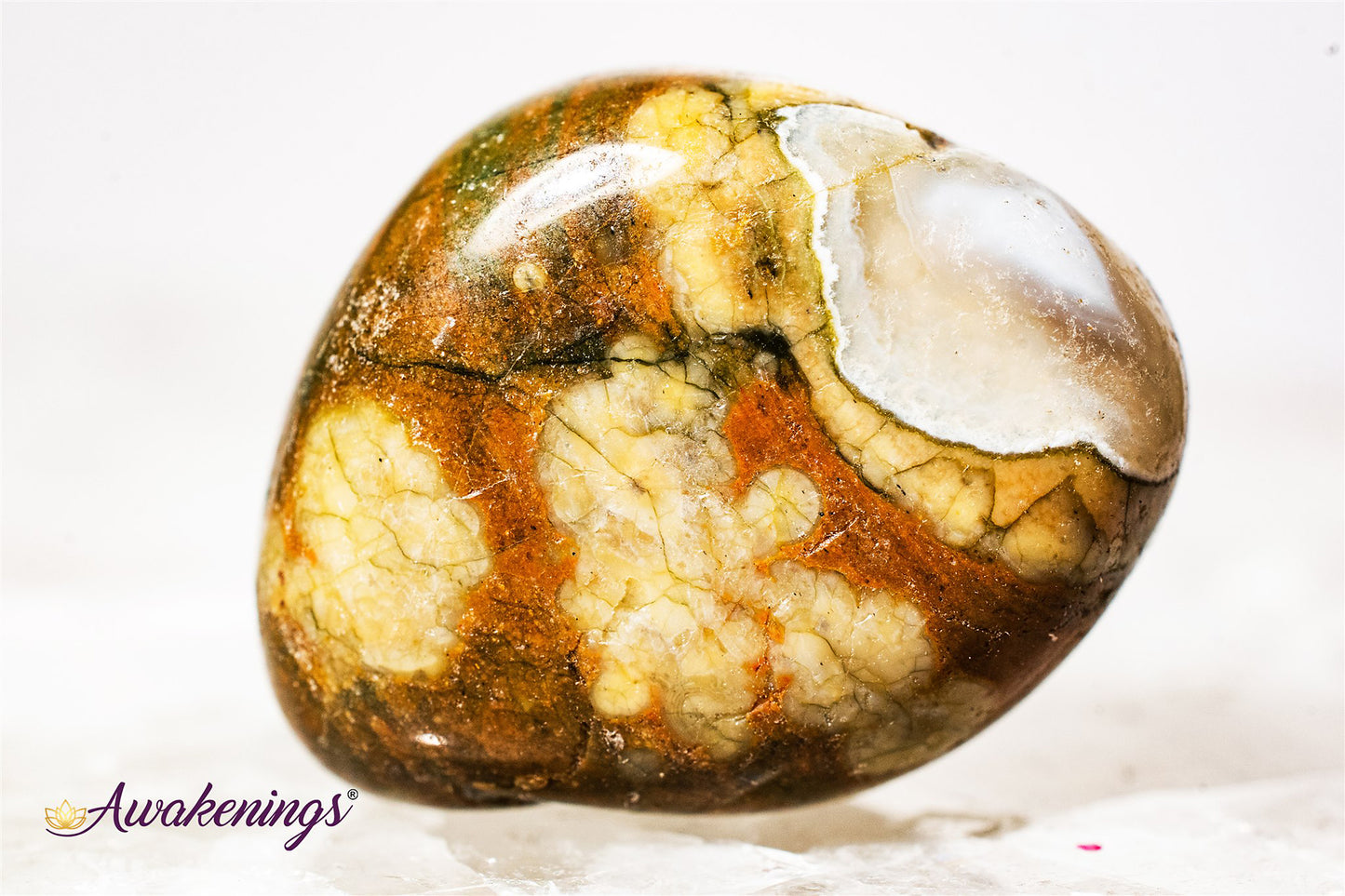 Stromatolite (Dark) Plum Jasper - Tumbled