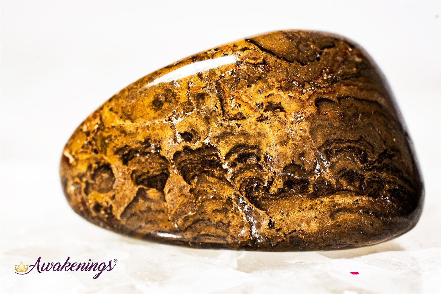 Stromatolite (Dark) Plum Jasper - Tumbled