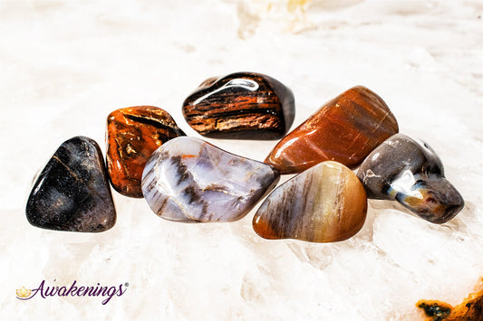 Petrified Wood Medium - Tumbled