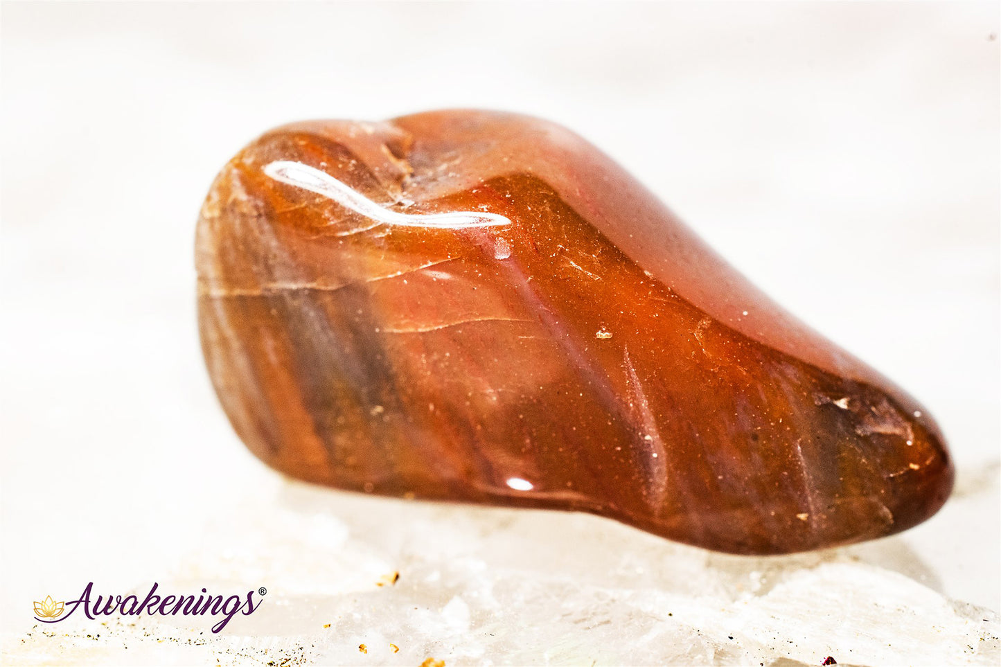 Petrified Wood Medium - Tumbled