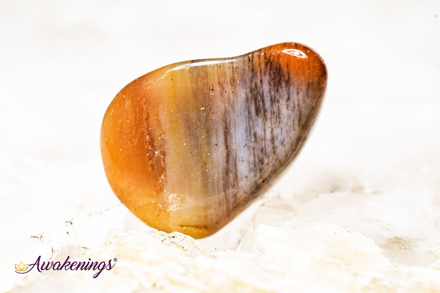 Petrified Wood Medium - Tumbled