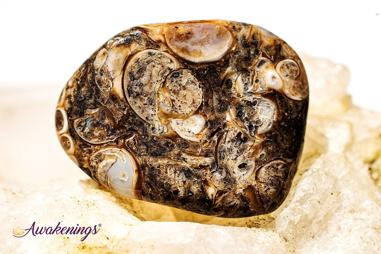 Turritella Agate - Tumbled Small