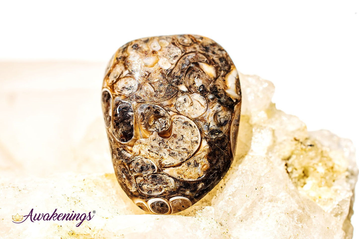 Turritella Agate - Tumbled Small