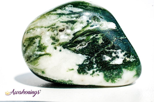 Large Tree Agate - Tumbled