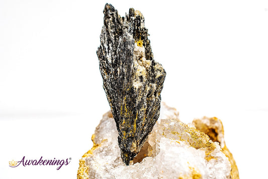 Black Kyanite Fan (1-2.5") - Rough Raw Natural