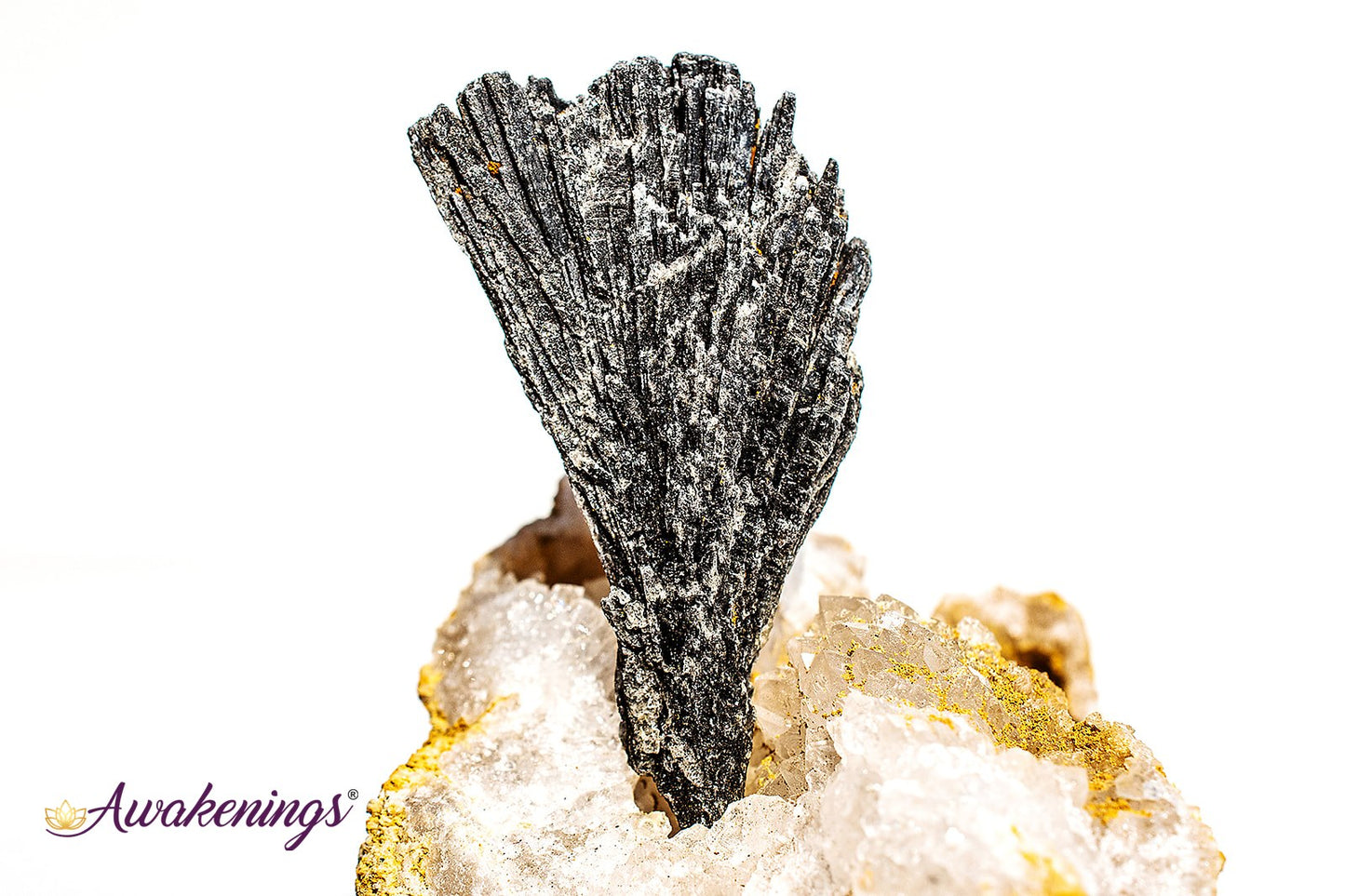 Black Kyanite Fan (1-2.5") - Rough Raw Natural