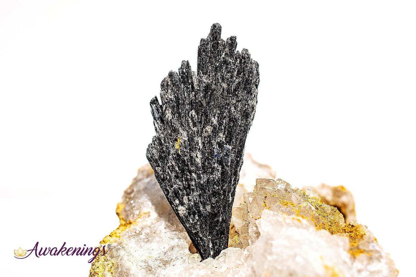 Black Kyanite Fan (1-2.5") - Rough Raw Natural