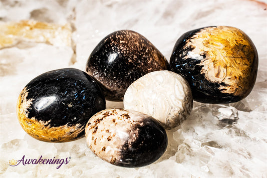 Palm Root Fossil - Tumbled