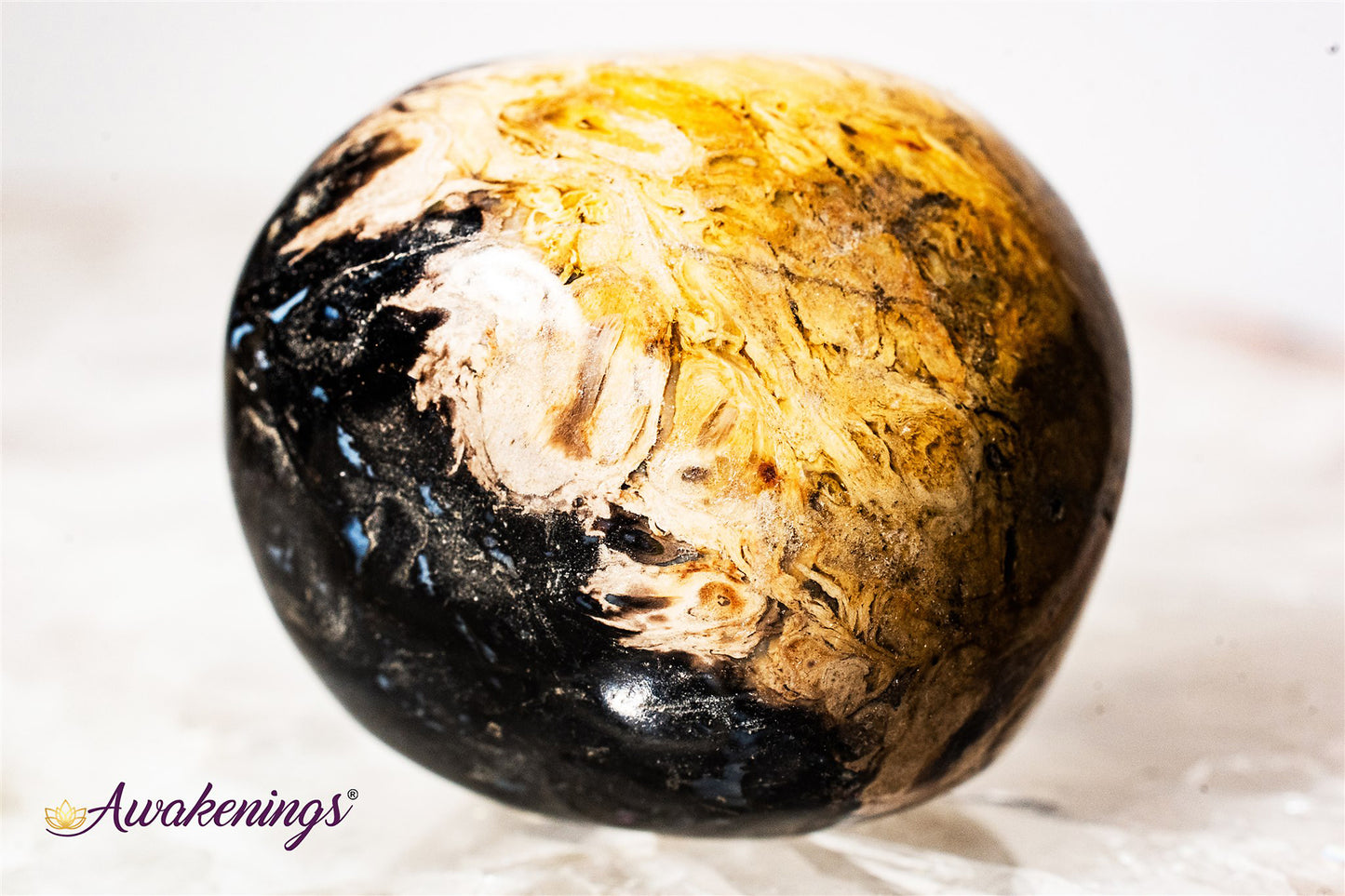 Palm Root Fossil - Tumbled