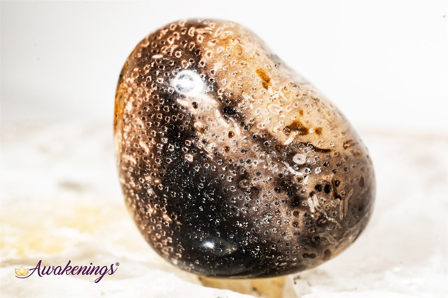 Palm Root Fossil - Tumbled