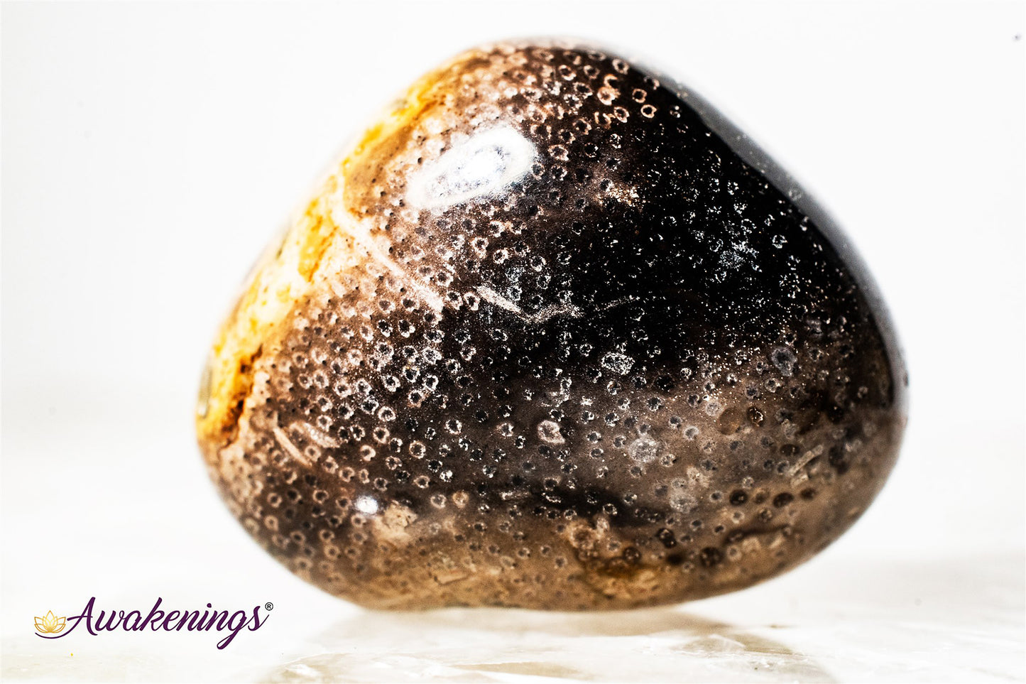 Palm Root Fossil - Tumbled