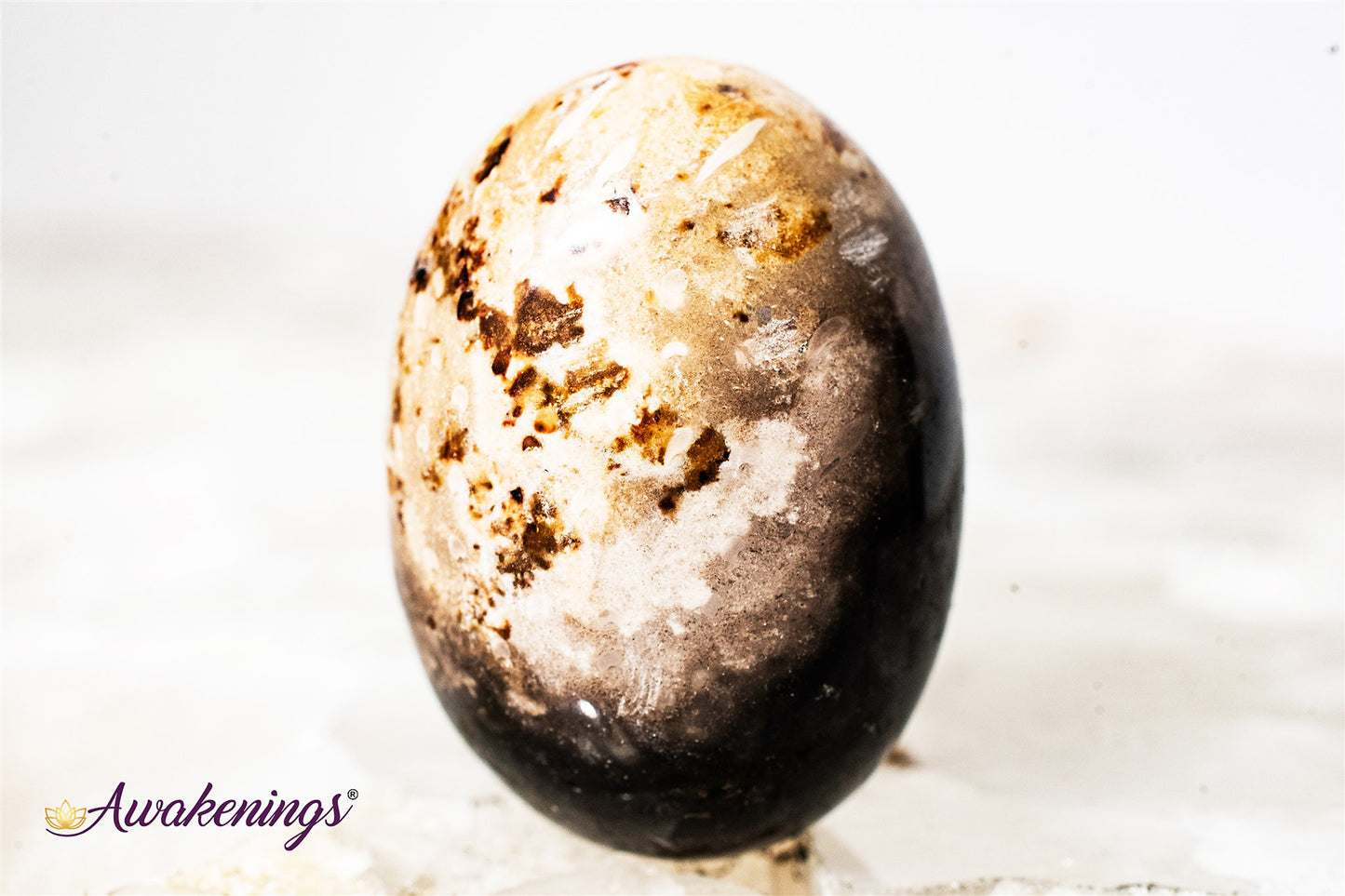 Palm Root Fossil - Tumbled