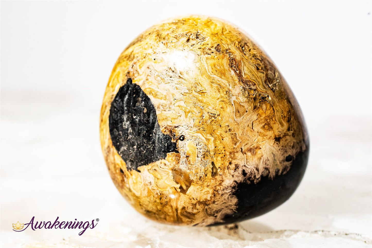 Palm Root Fossil - Tumbled