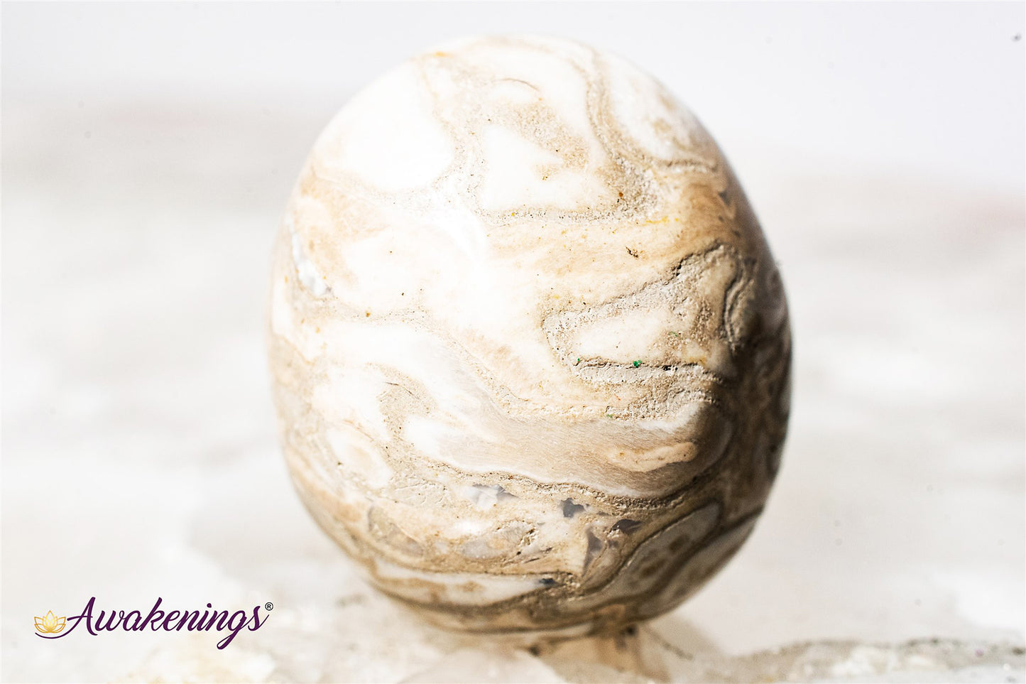 Palm Root Fossil - Tumbled