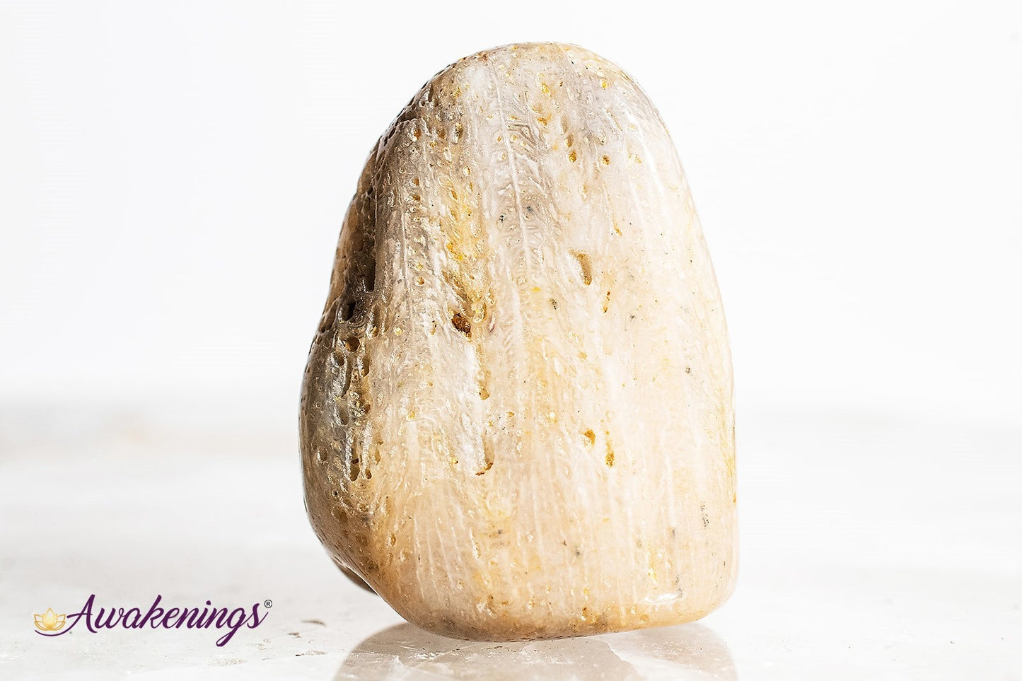 Agatized Coral - Tumbled